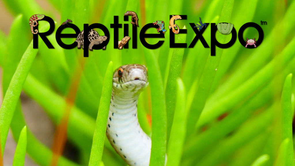 Win Tickets To The New Hampshire REPTILE EXPO At The Double Tree Hotel