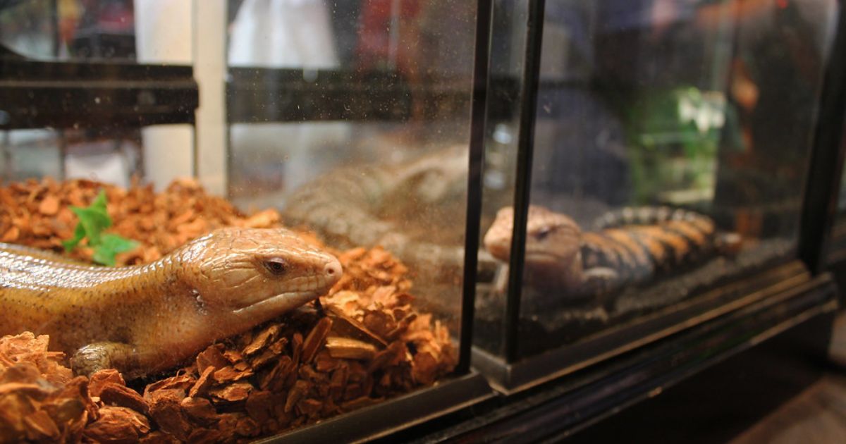 Win Tickets to the New England Reptile Expo!